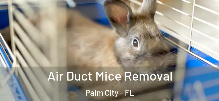 Air Duct Mice Removal Palm City - FL